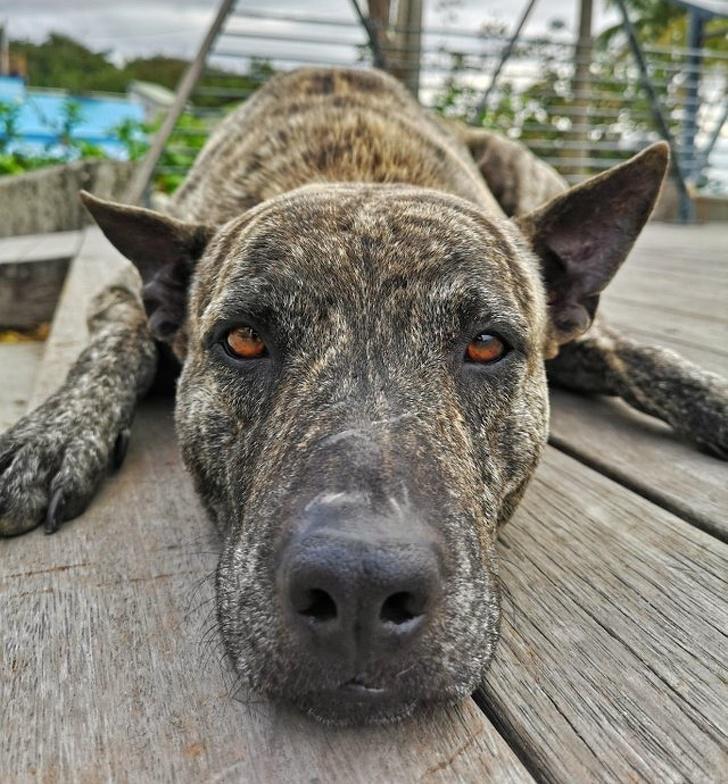 Es pieķēros scaronim... Autors: Lestets 20 fotogrāfijas, kas aizķers tavu sirdi