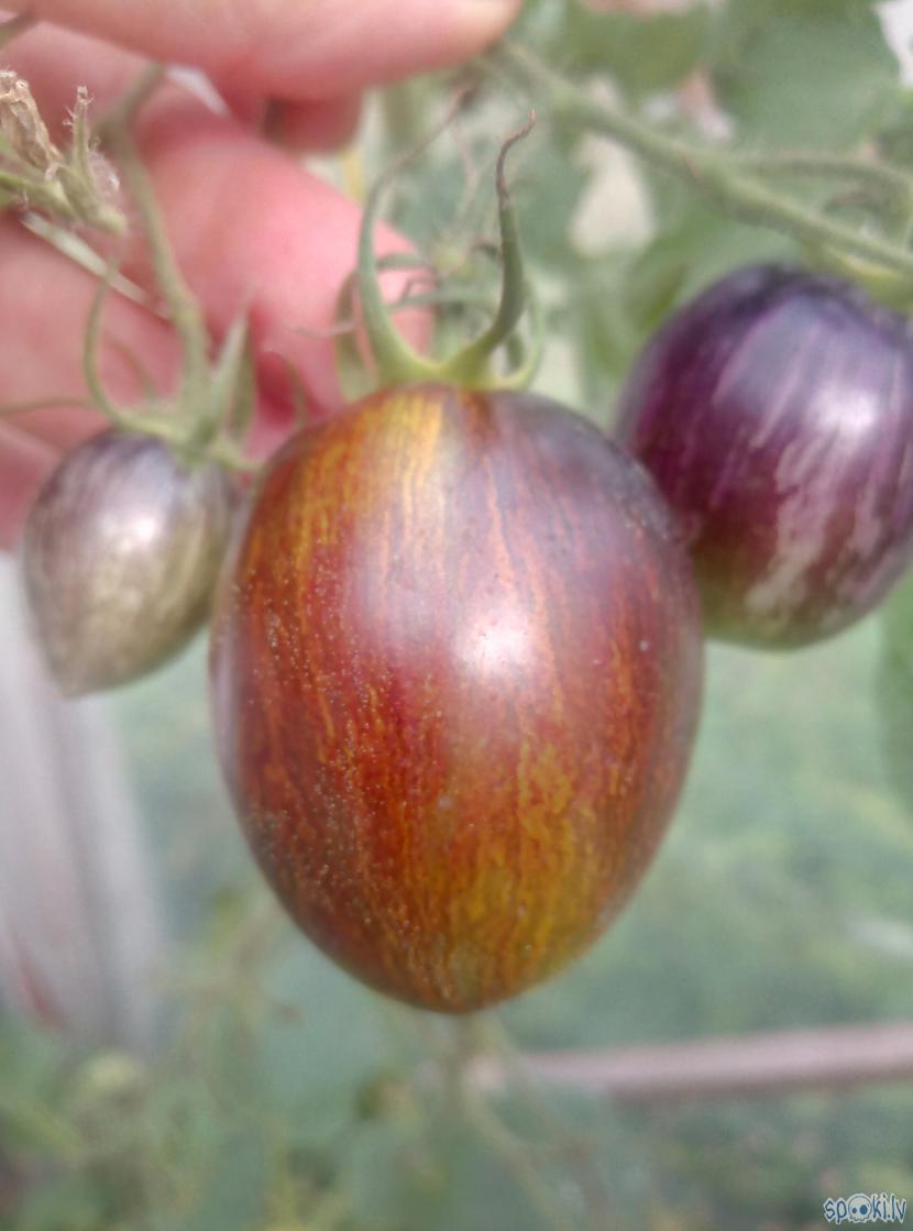 Breds Atomic GrapeVisu... Autors: Raziels Mans tomātu tops