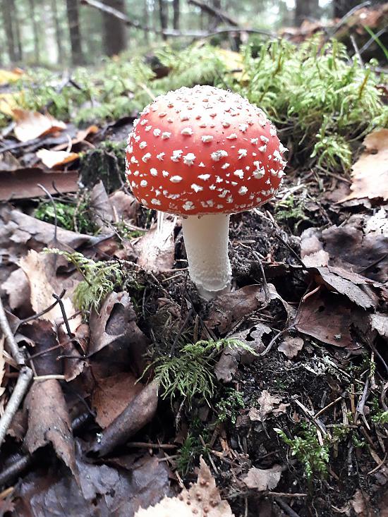 2018. gada atvaļinājums, 12. septembris.