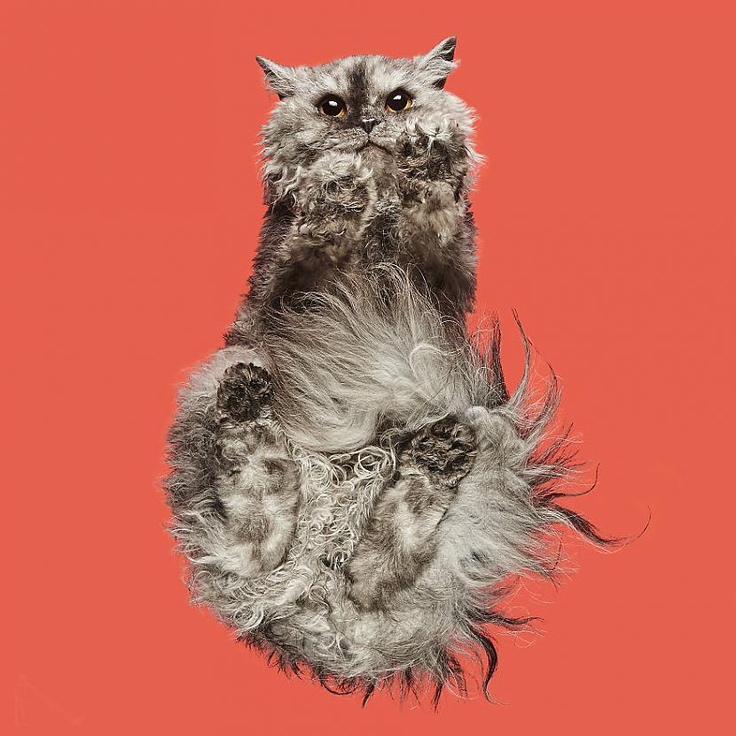 Autors: matilde «Under-cats» foto projekts lēnām sāk pārņemt visu pasauli