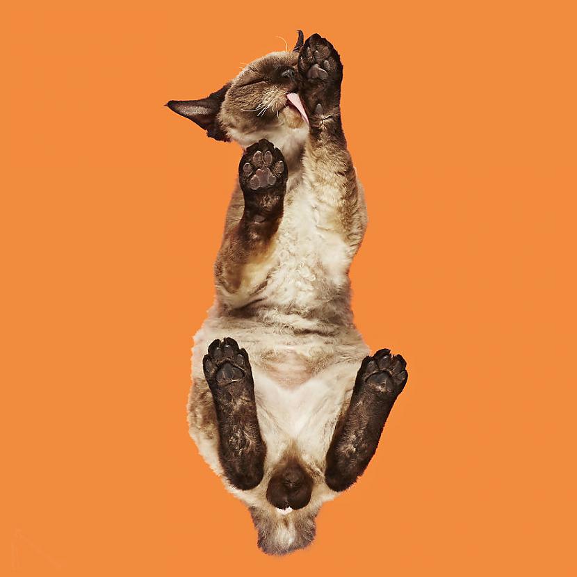 Autors: matilde «Under-cats» foto projekts lēnām sāk pārņemt visu pasauli