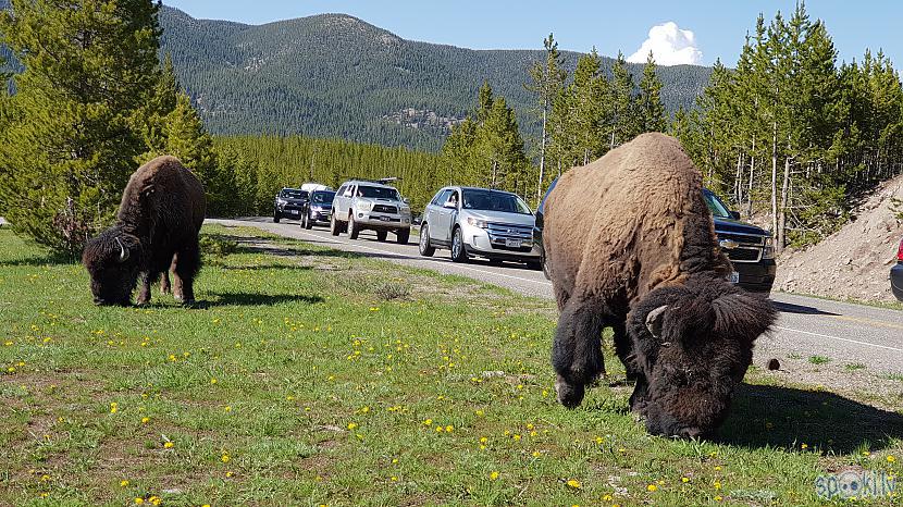 Autors: MartaKlinta Yellowstone - pasaules lielākais aktīvais vulkāns, kas spētu paralizēt ASV
