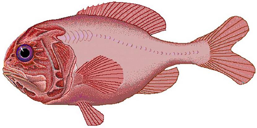Atlantijas lielgalvis 149... Autors: Lestets 13 dzīvnieki ilgdzīvotāji