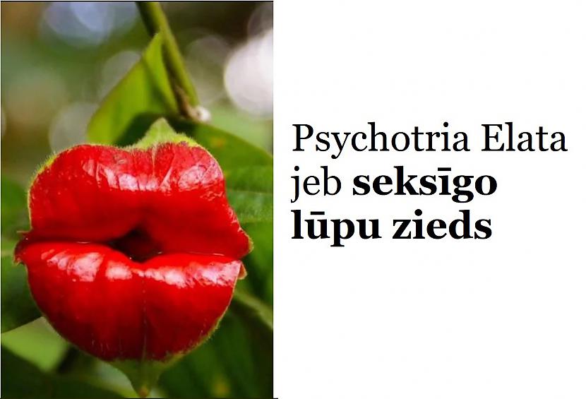 Autors: The Diāna Izglītojies: 10 attēli, kuri padarīs tevi mazliet gudrāku