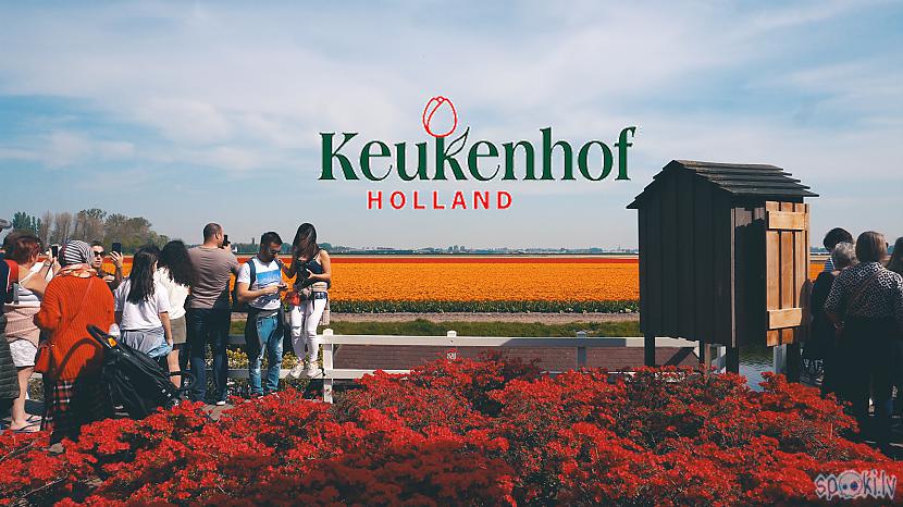 Autors: cakiits Keukenhof Lisse Flower Festival Puķu festivāls Holandē