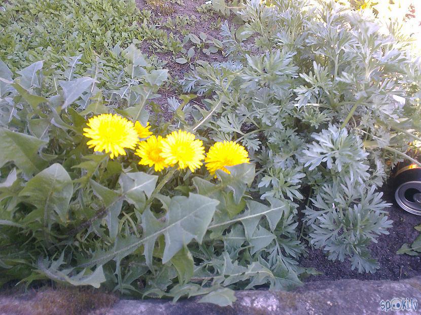 Un atkal pienenītes tik... Autors: ezkins Eksperimenti, aromāti... nu jā, pavasaris!
