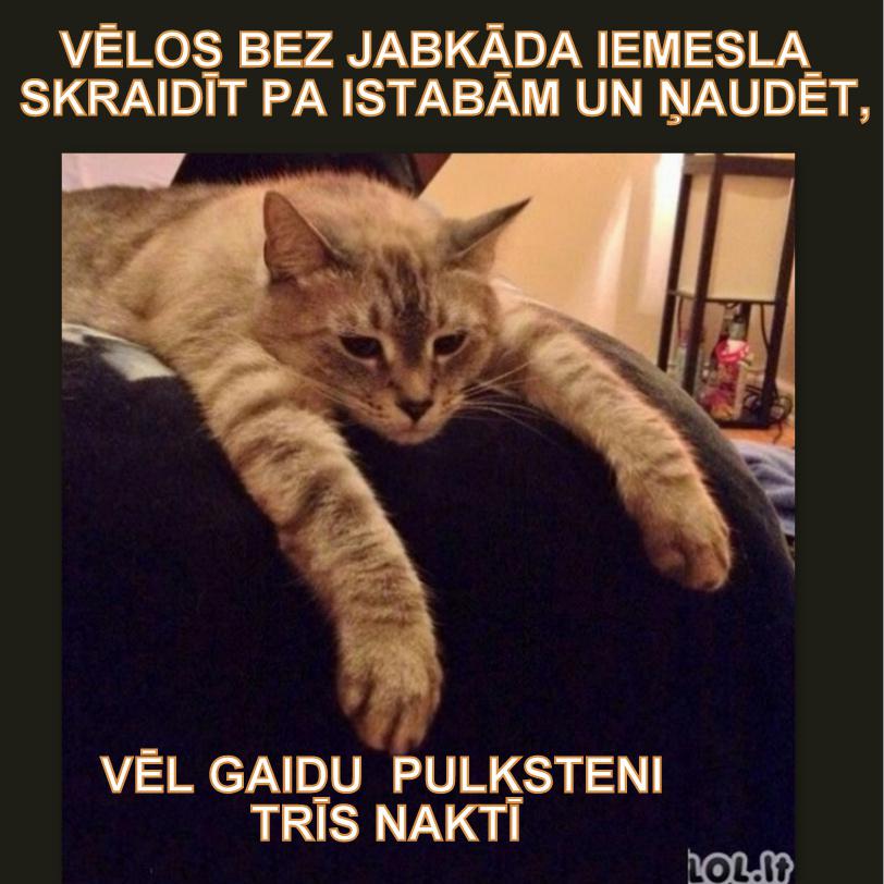 Autors: rasiks Depresīvie kaķi