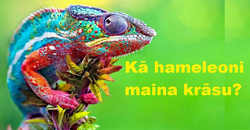 Kā hameleoni maina... Autors: The Diāna Atbildes uz jautājumiem, par kuriem prātoji jau sen