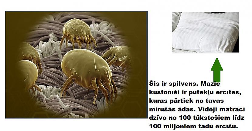 Autors: The Diāna Interesanti: Kā lietas izskatās zem mikroskopa?