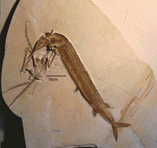 Bet izrādījās neskatoties uz... Autors: nikrider Juras perioda traģēdija. Pterozaurs medīja zivi, bet zivs medīja viņu.