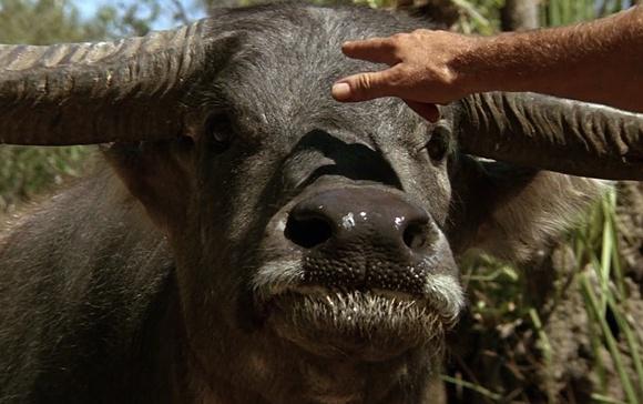Kad Hoganam jautāja ar kādu... Autors: nikrider Kā filmēja filmu ''Krokodils Dandijs''