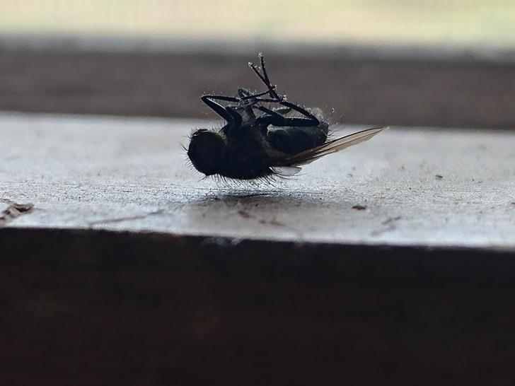Muscarona ir tik viegla ka... Autors: Lestets 19 fotogrāfijas, kas var likties kā atklāsme