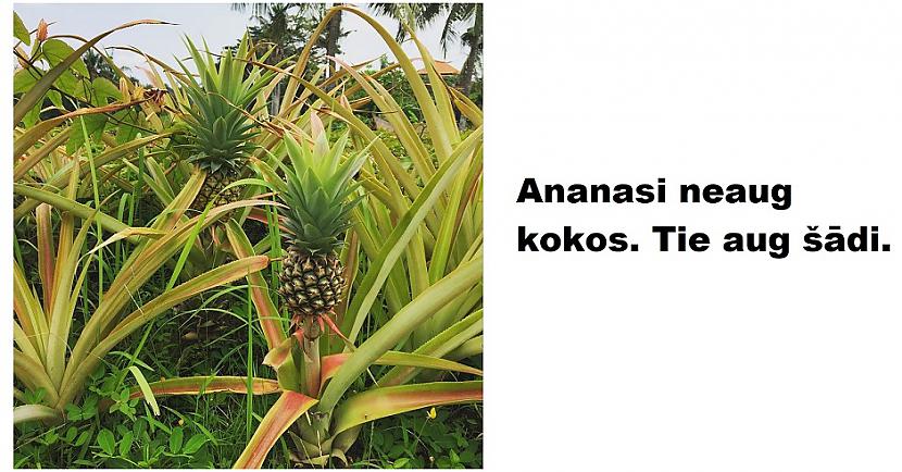 Autors: The Diāna 20 interesanti attēli, kurus ir vērts apskatīt