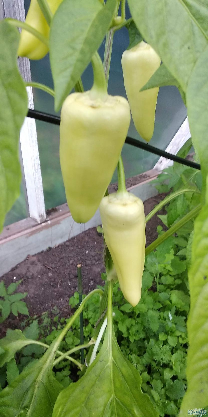 Paprika Autors: Werkis2 Werķis audzē tomātus 2019