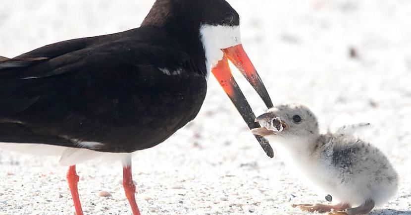 Pludmalē pamanīts putns, kas baro savus pēcnācējus ar izsmēķiem