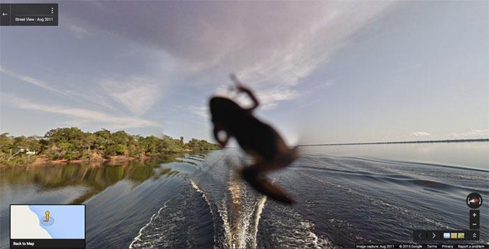 Autors: matilde Foto izlase: Dzīvnieki, kuri netīšām nokļuva «Google Street View»