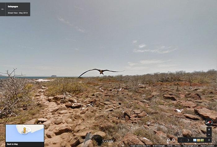 Autors: matilde Foto izlase: Dzīvnieki, kuri netīšām nokļuva «Google Street View»