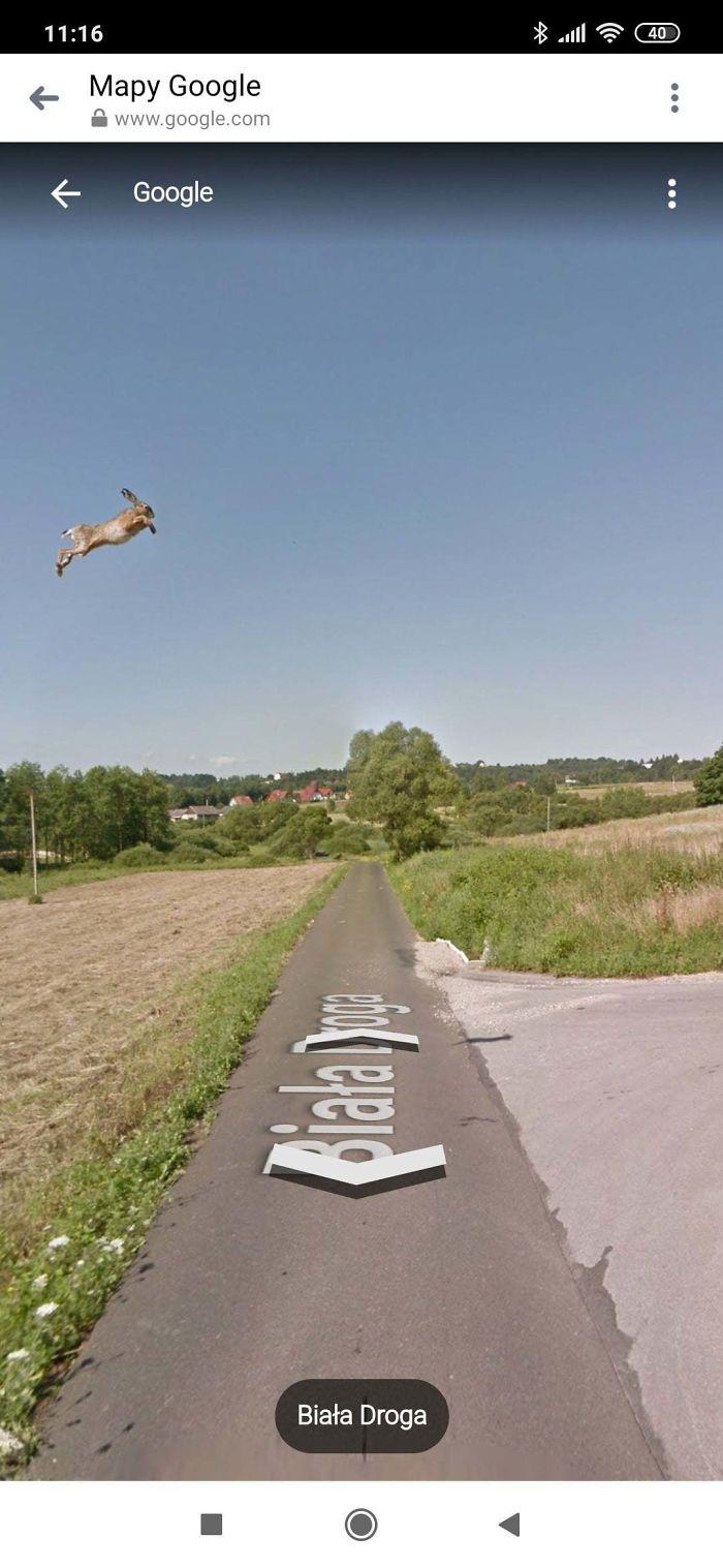 Autors: matilde Foto izlase: Dzīvnieki, kuri netīšām nokļuva «Google Street View»