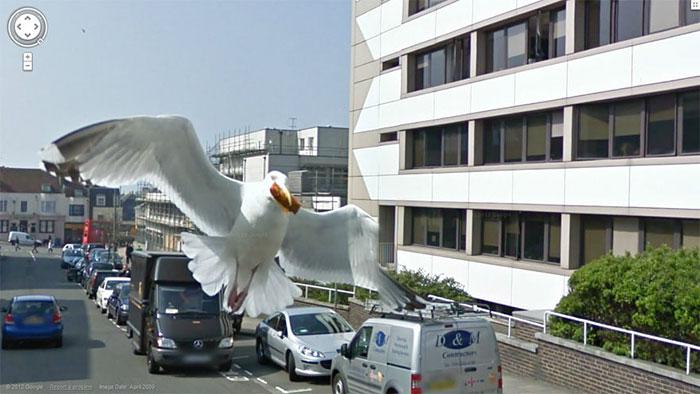 Autors: matilde Foto izlase: Dzīvnieki, kuri netīšām nokļuva «Google Street View»