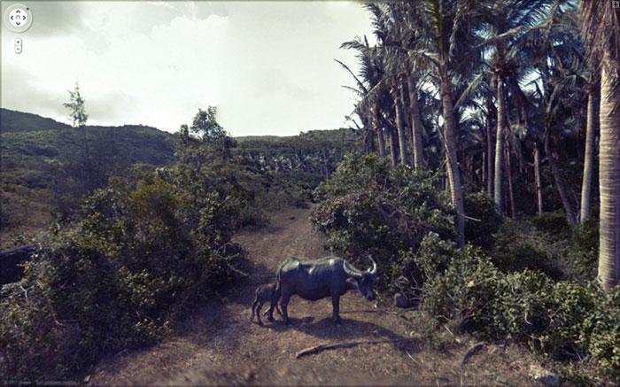 Autors: matilde Foto izlase: Dzīvnieki, kuri netīšām nokļuva «Google Street View»