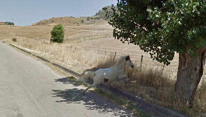 Autors: matilde Foto izlase: Dzīvnieki, kuri netīšām nokļuva «Google Street View»