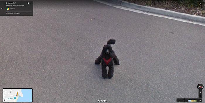 Autors: matilde Foto izlase: Dzīvnieki, kuri netīšām nokļuva «Google Street View»