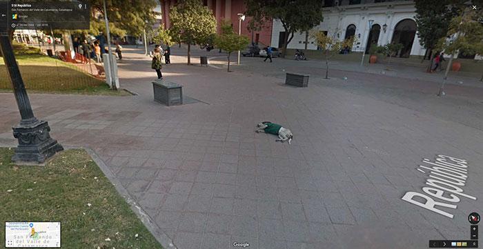 Autors: matilde Foto izlase: Dzīvnieki, kuri netīšām nokļuva «Google Street View»