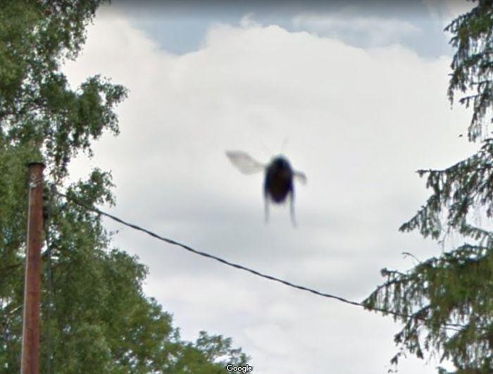 Autors: matilde Foto izlase: Dzīvnieki, kuri netīšām nokļuva «Google Street View»