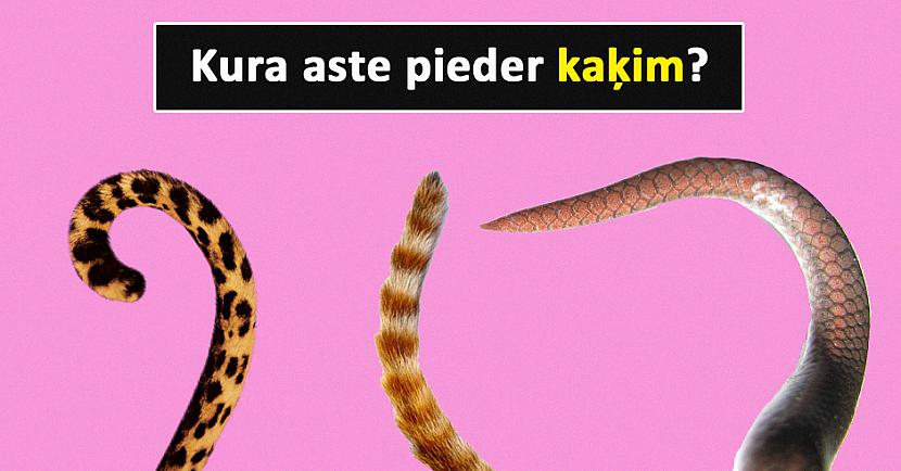 Tests: Vari atpazīt dzīvnieku, ja redzi tikai tā asti?