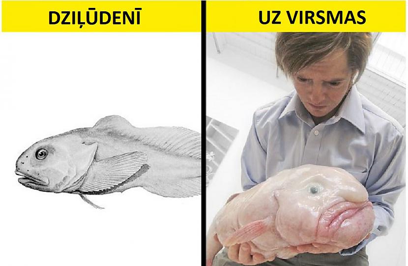 quotNelaimīgāquot... Autors: Lestets 10 šķietami kļūdainas dzīvnieku adaptācijas, kas patiesībā ir ļoti atjautīgas