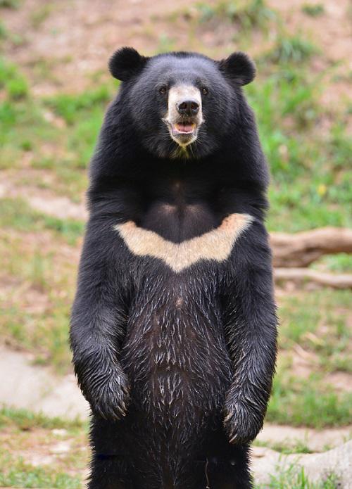 asiatic black bear or moon... Autors: spoks0 Lācis kapos sarīko “reformas” un aiznes svaigu līķīti.