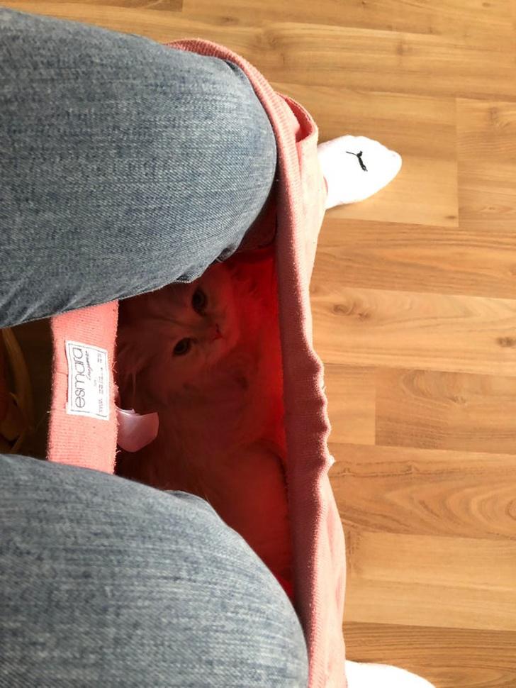 nbsplaquoManam kaķim patīk... Autors: matilde Kā mainas dzīve, kad tajā ienāk kaķis (20+ bildes)