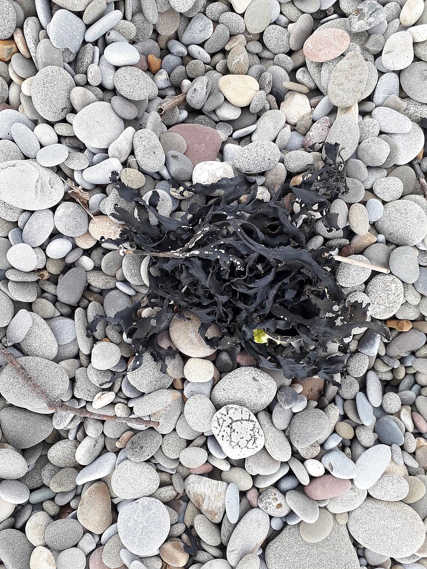 Daudzas izskalotās... Autors: Griffith Dunraven Bay, Velsa, 7. septembris. 1/2 daļa.