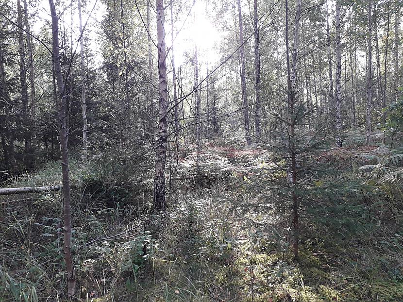Autors: Griffith Atvaļinājums - 26. augusts, 2019. 2/2 daļa.