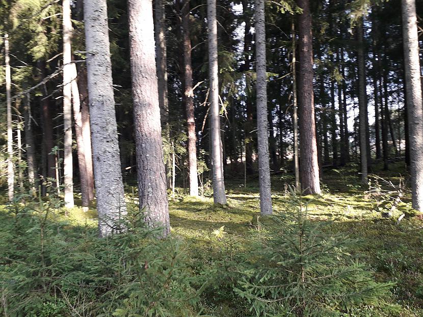 Autors: Griffith Atvaļinājums - 26. augusts, 2019. 2/2 daļa.