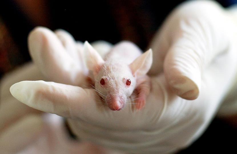 Kā tu domā kas izdomāja... Autors: Krauklīc Pacelsim glāzi par Padomju lāci