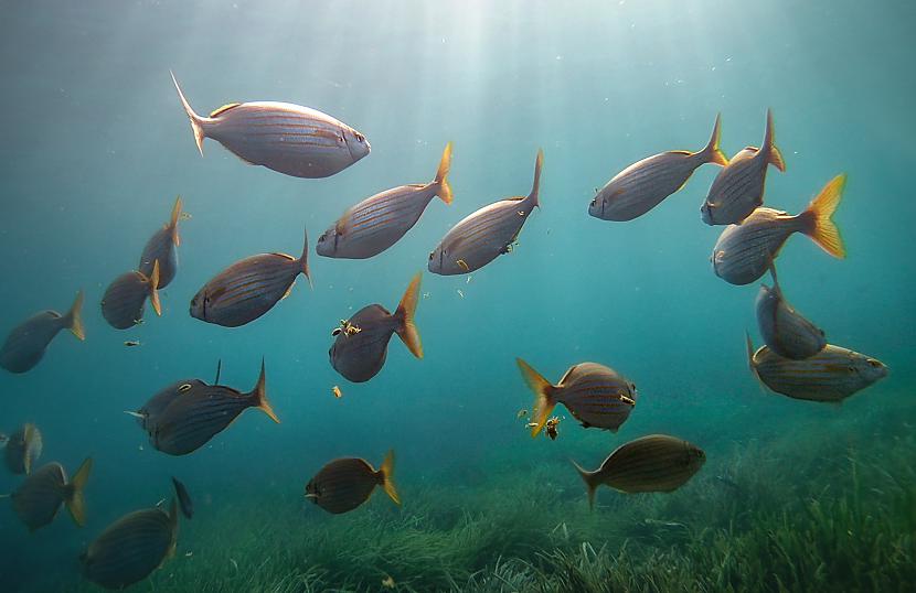 nbspSarpa Salpa Salema... Autors: The Travel Snap Kas slēpjas Vidusjūras ūdeņos