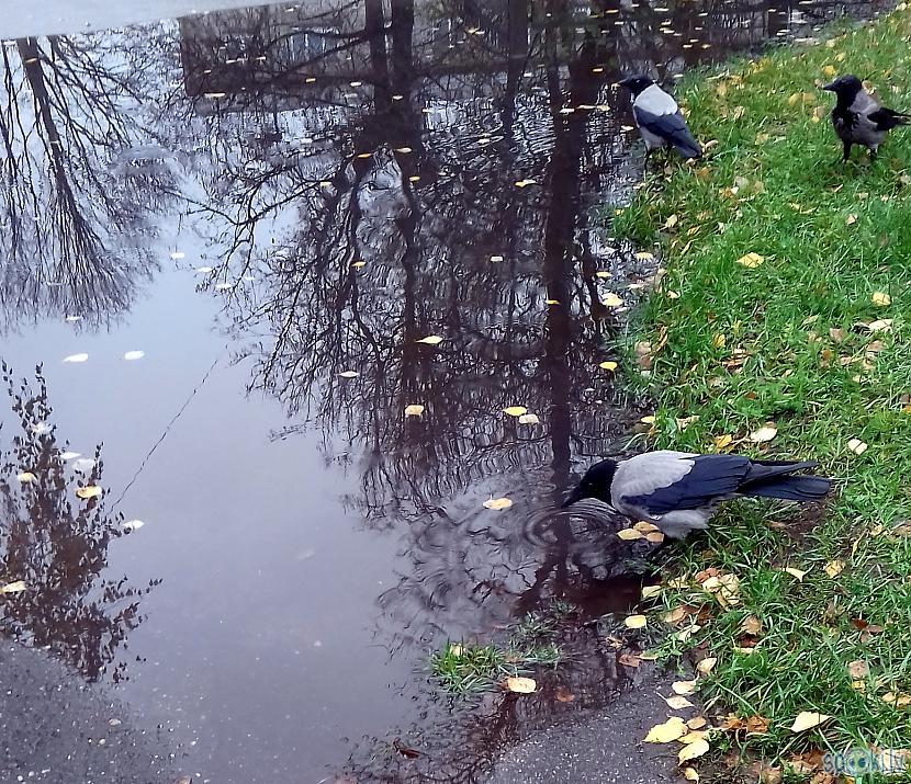 Lietus izveidojis tik... Autors: rasiks Fotosesija ar vārnu