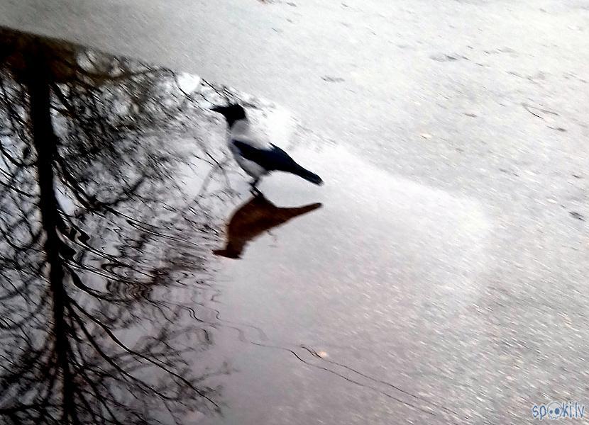 Man tas radīja izbrīnu ka... Autors: rasiks Fotosesija ar vārnu