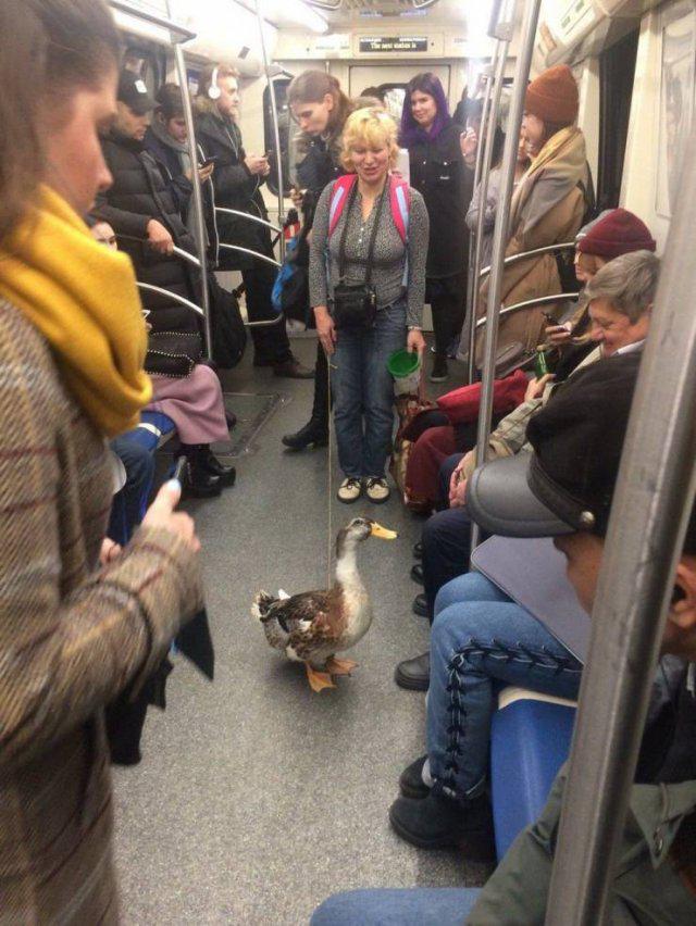 ndash Daudzi lauza galvu kur... Autors: es tēvocis Asorti ar tekstu šodienai (16.11.2019)
