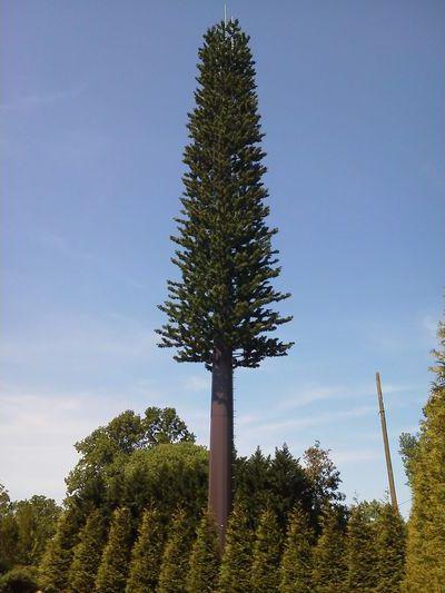 Tie ir mobilo sakaru... Autors: es tēvocis Kas ir slēpts kā priedes, laternas, krusti un karoga masti Floridas dienvidos?