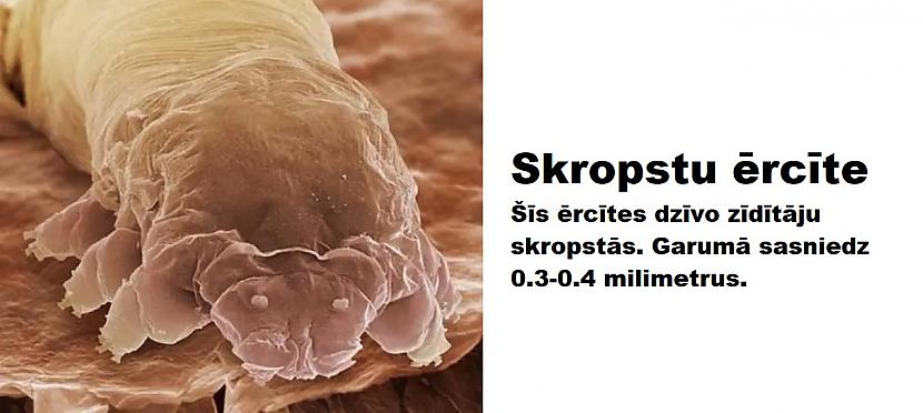 Autors: The Diāna Mikroskopa uzņēmumi, kurus mēs negribētu redzēt (26 attēli)