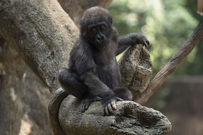 nbspDaudziem cilvēkiem likās... Autors: matilde Cilvēkus pārsteigusi gorilla, kuras pirksti līdzinās cilvēka pirkstiem