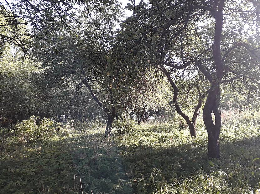 Autors: Griffith Atvaļinājums - 28. augusts, 2019. 1/2 daļa.