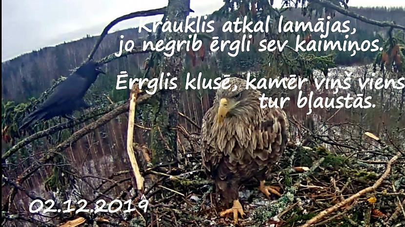 Pagājuscaronā gadā kraukļi... Autors: rasiks Katram savs vaļasprieks.