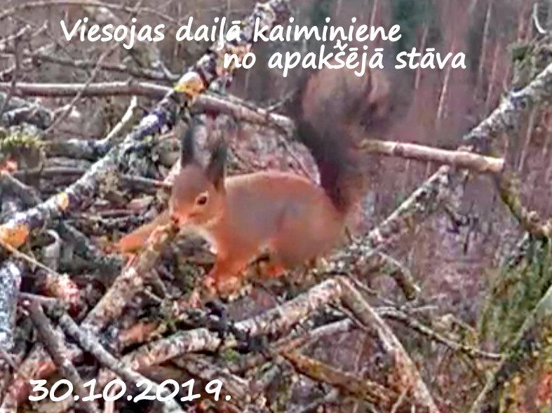 Autors: rasiks Katram savs vaļasprieks.