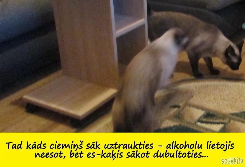 Autors: rasiks Kāda kaķa stāsts