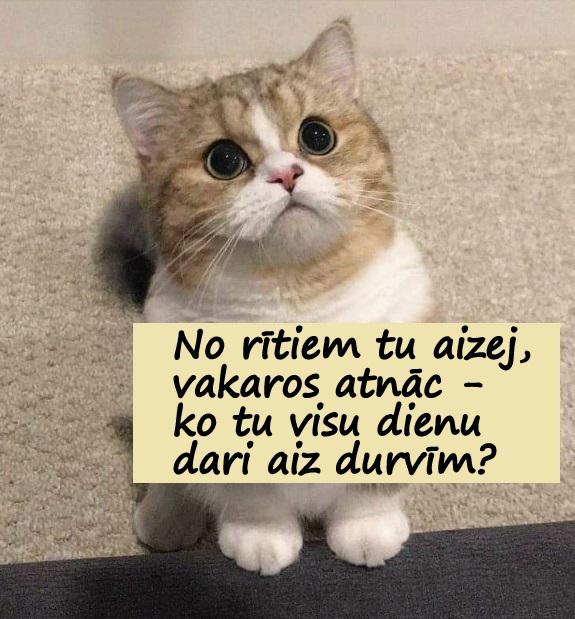 Autors: rasiks Bilžuki par mums pašiem (5)