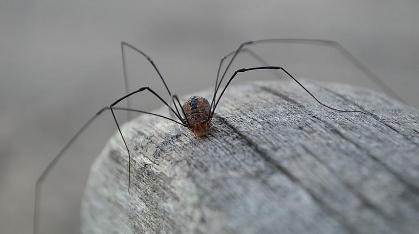 GarkājisTie īstenībā nav... Autors: Lestets 10 kukaiņi, kurus mums nevajadzētu nogalināt