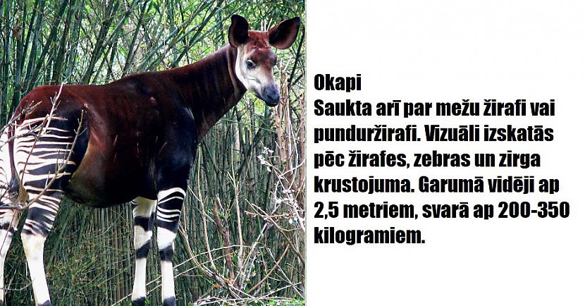 Autors: The Diāna 16 apbrīnojami dzīvnieki, kurus radījusi Māte Daba
